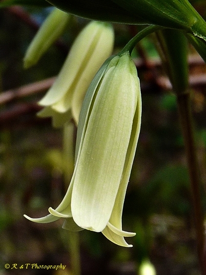 {Uvularia puberula}